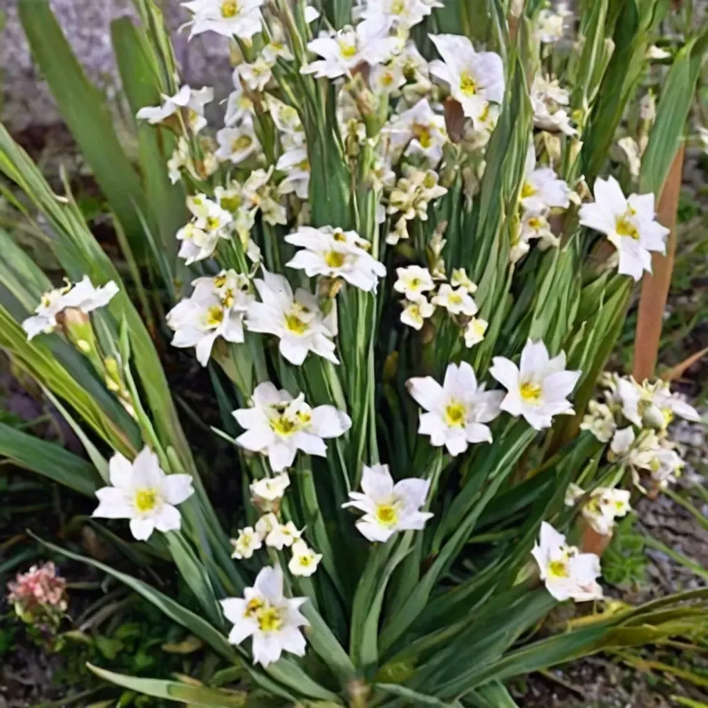 Pale Yellow-eyed Grass