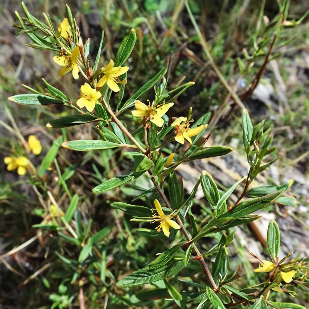 Bedstraw St. John's Wort