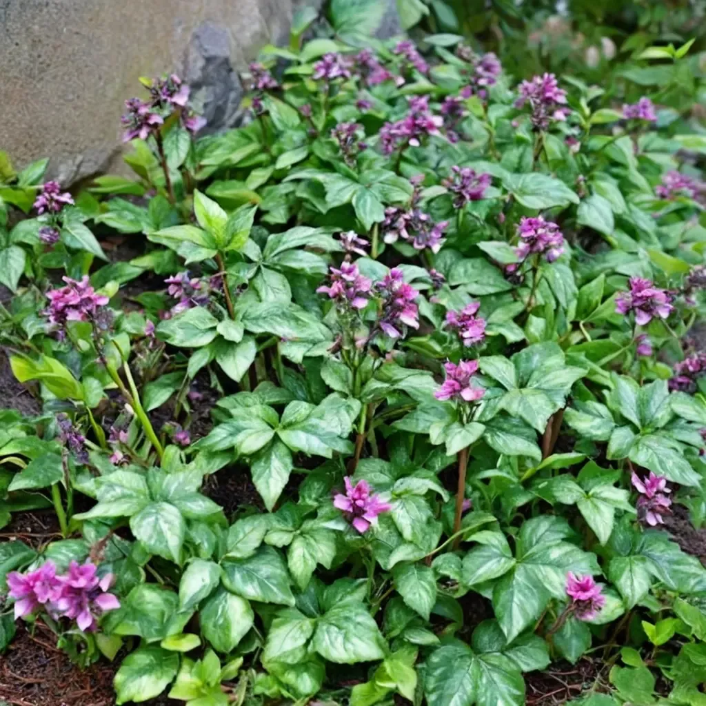 Spotted Deadnettle