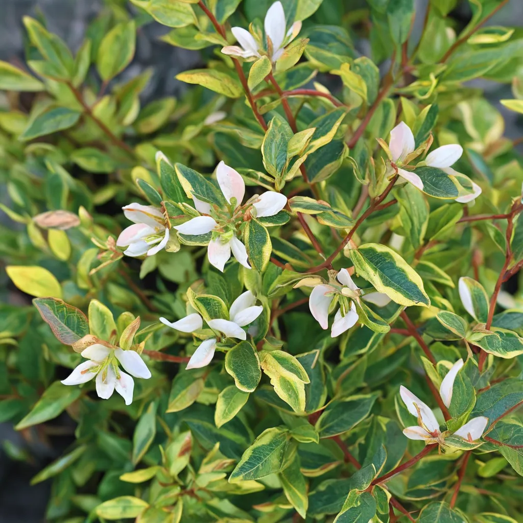 Glossy Abelia