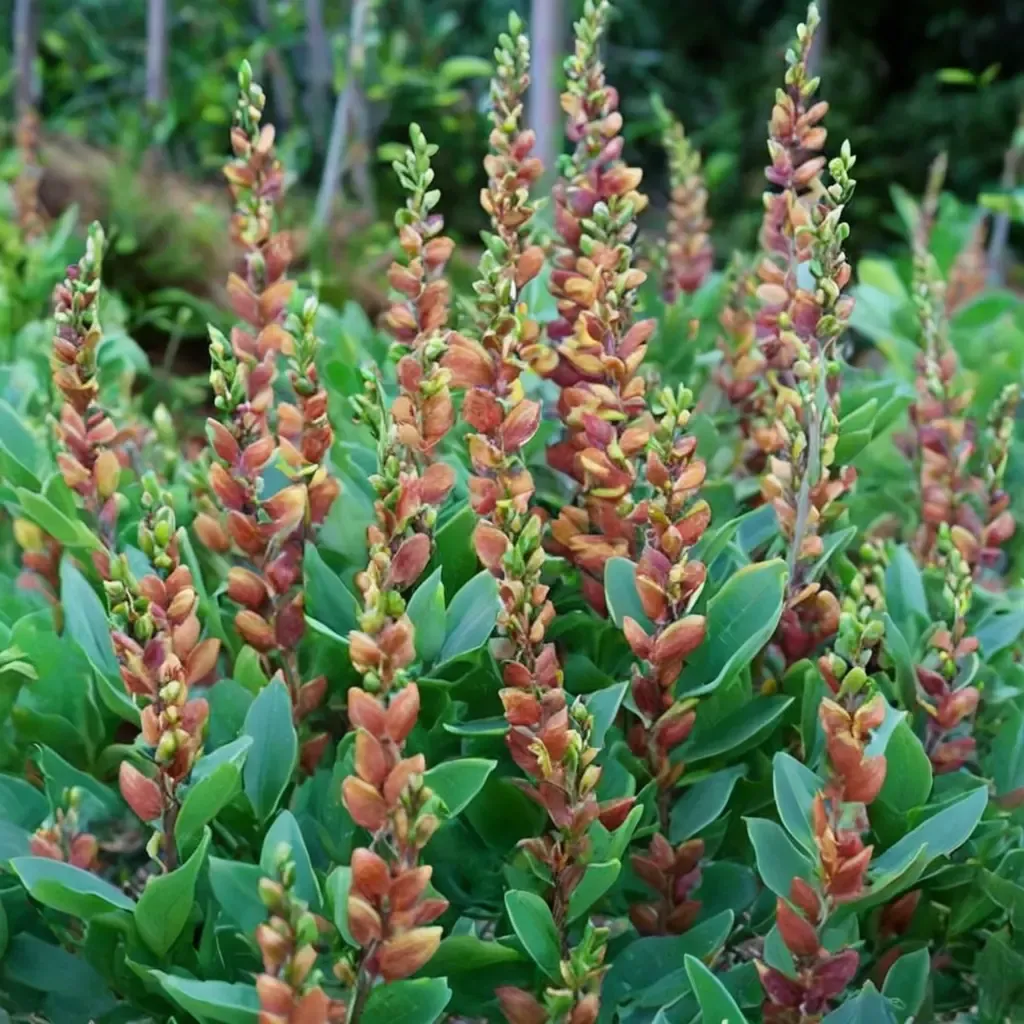 Cherries Jubilee False Indigo