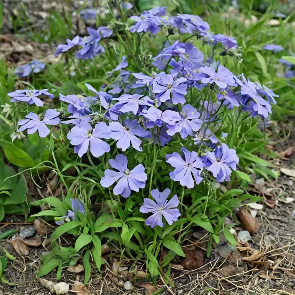 Woodland Phlox
