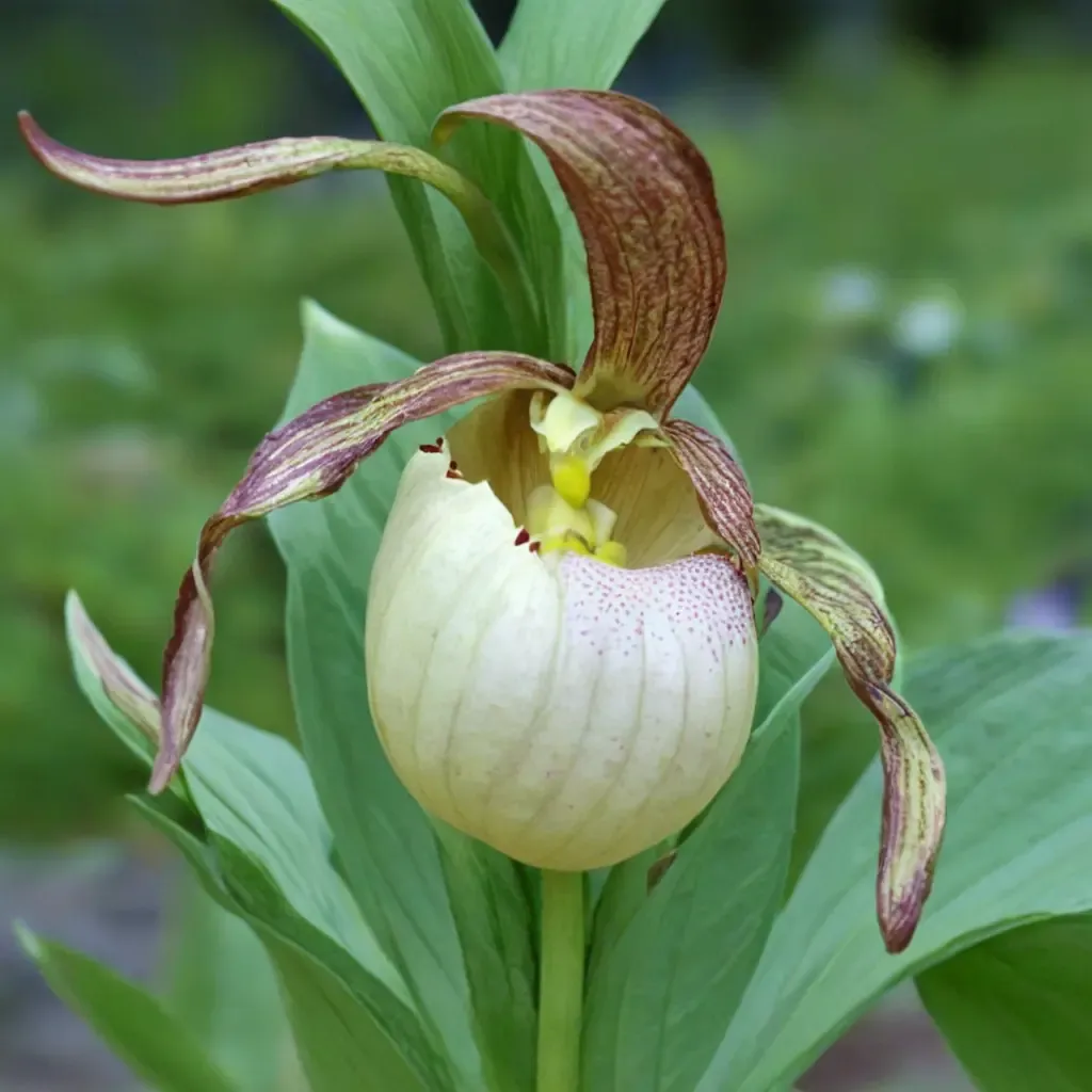Gabriela's Lady's Slipper
