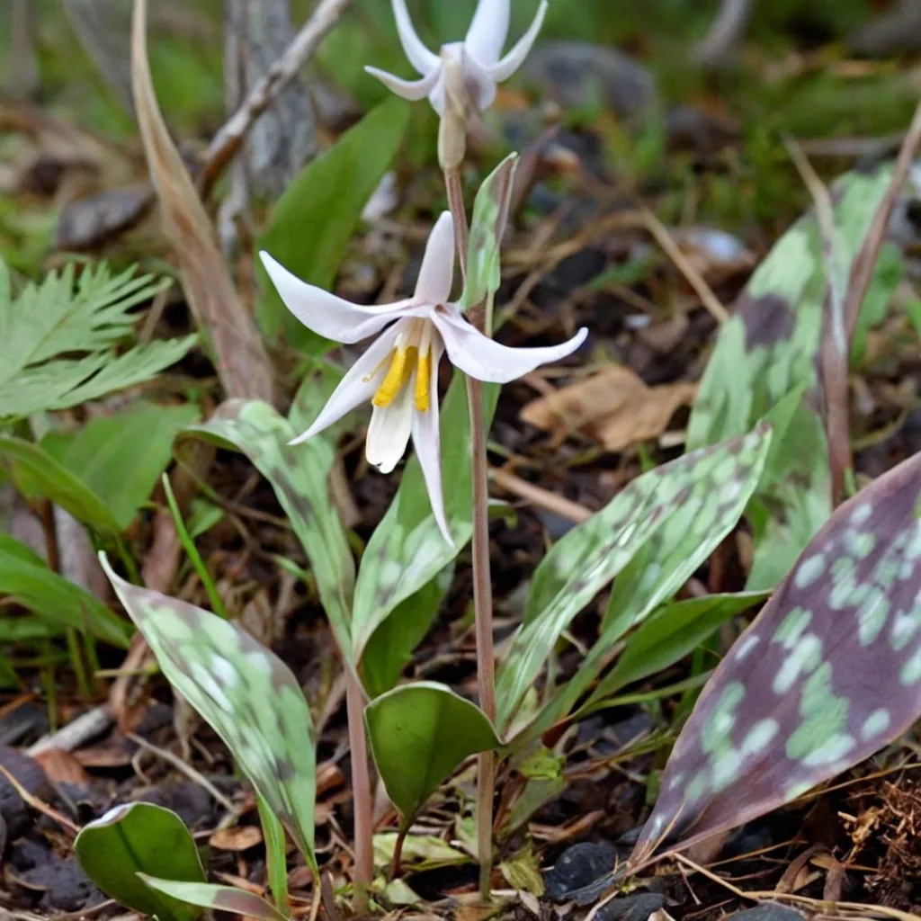 White Trout Lily