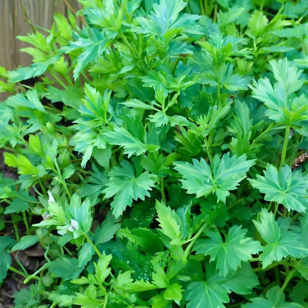 Italian Parsley