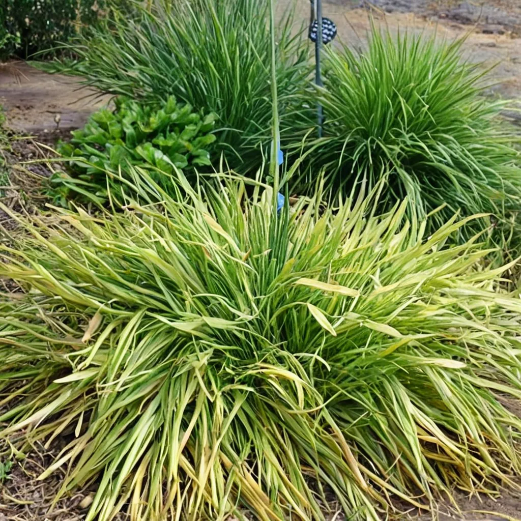 Meadow Foxtail Grass
