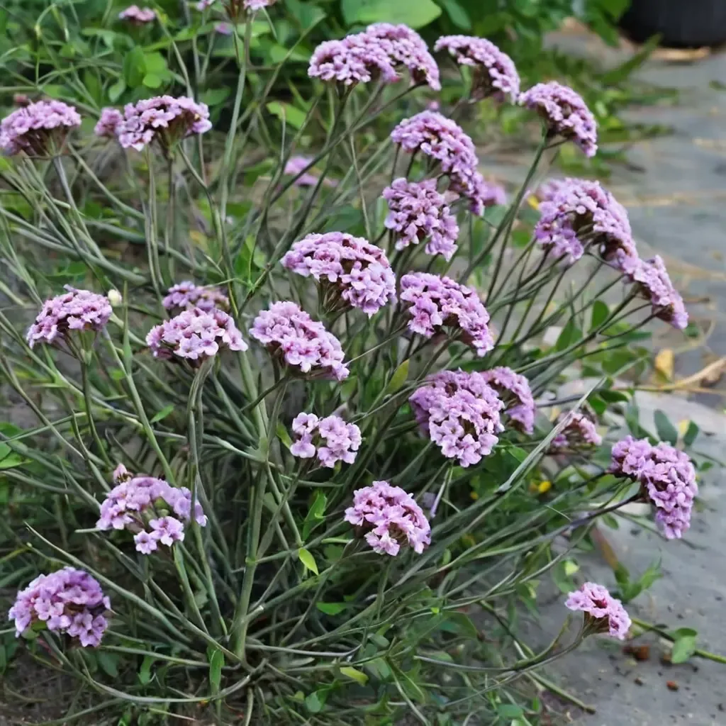 Lollipop Verbena