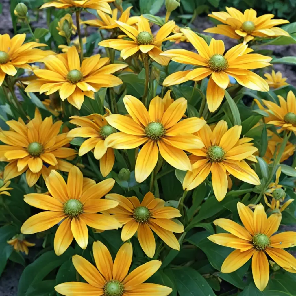 Prairie Sun Black-eyed Susan