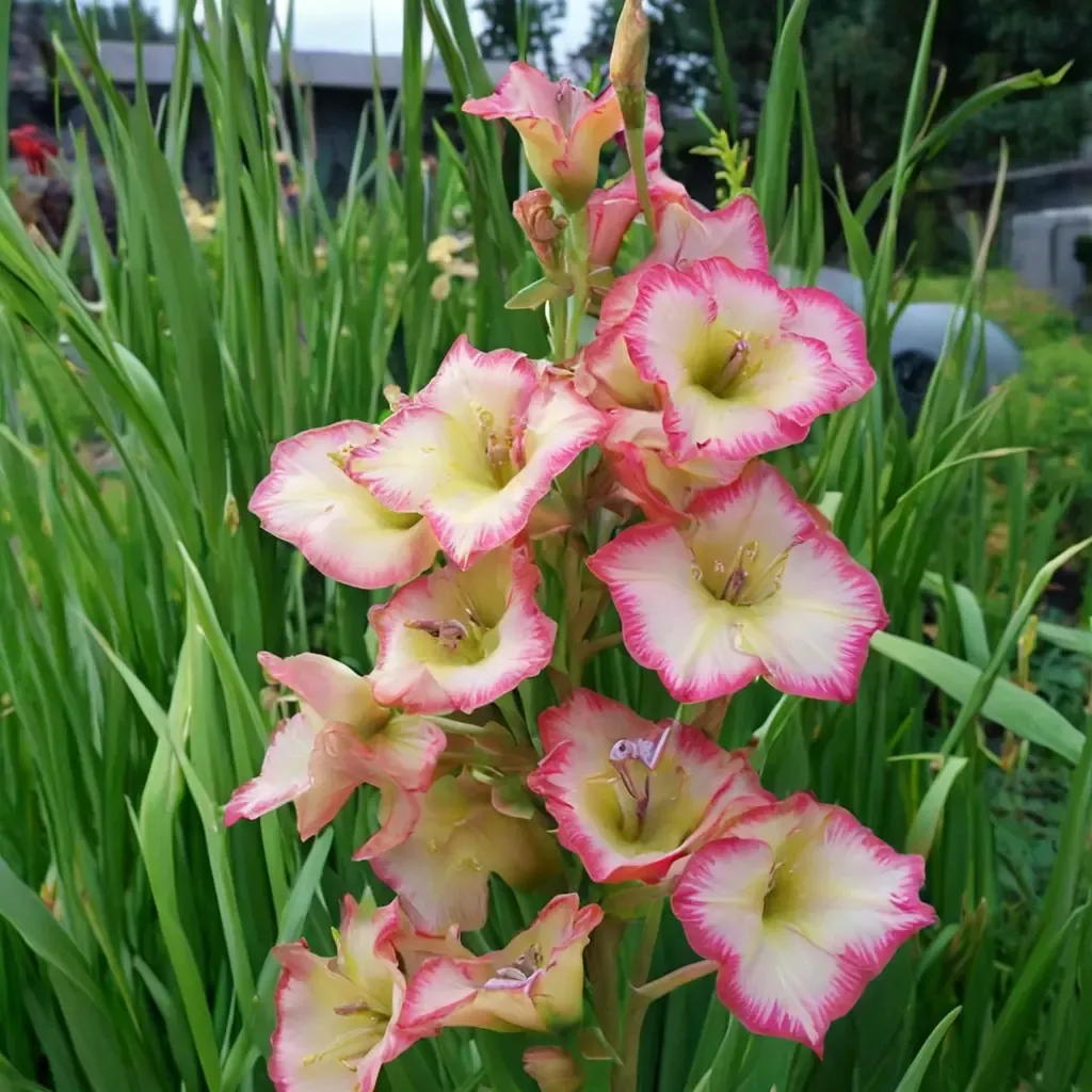 Garden Gladiolus