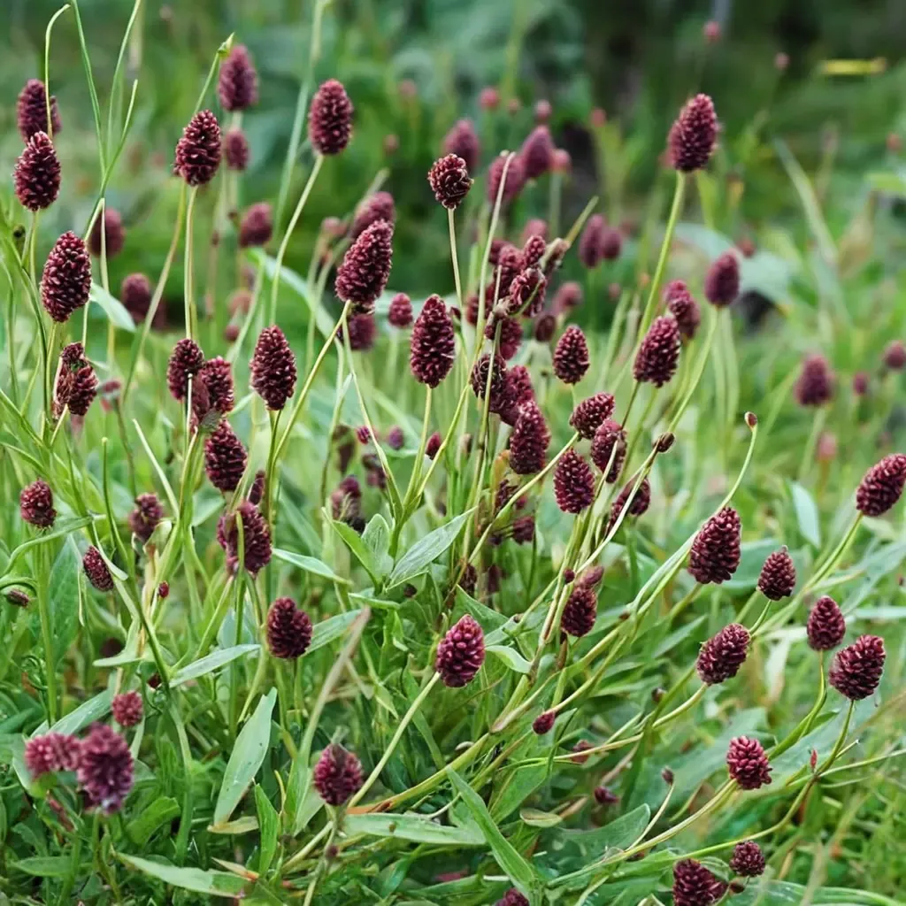 Great Burnet