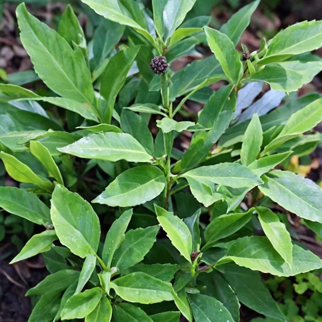Japanese Laurel