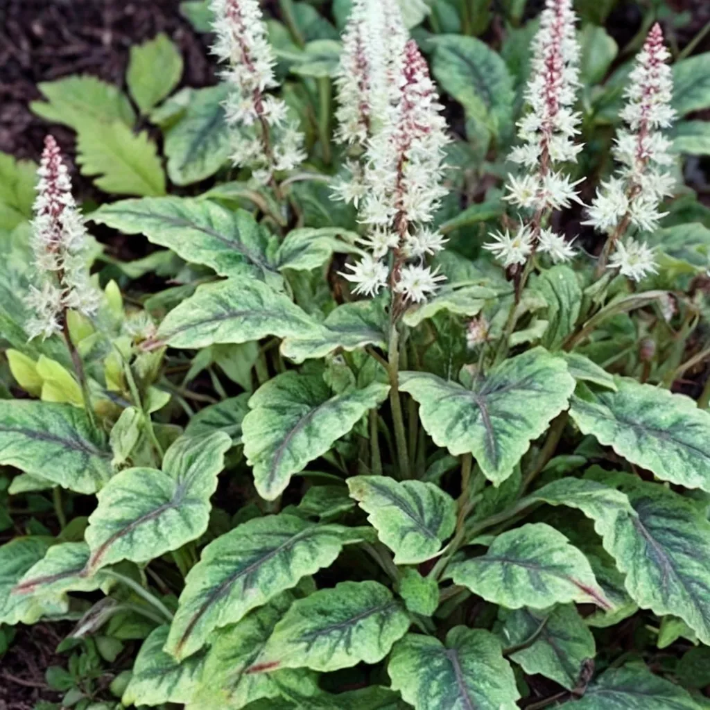 Creeping Foamflower