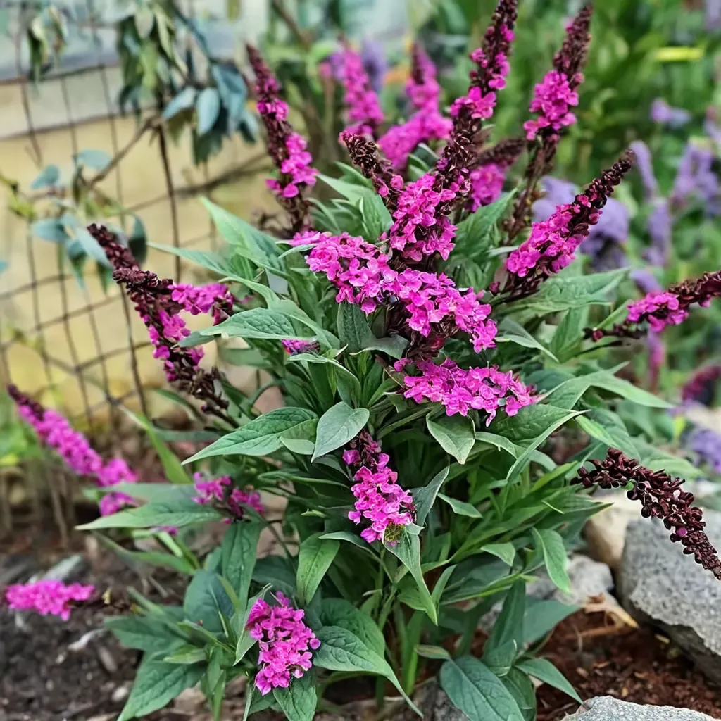 Butterfly Bush
