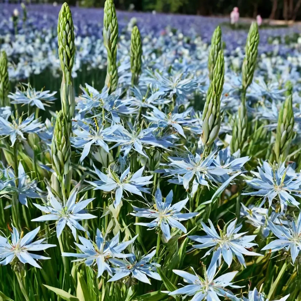 Blue Heaven Camas