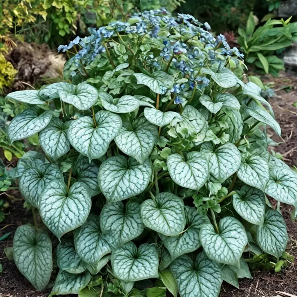 Alexander's Great Siberian Bugloss