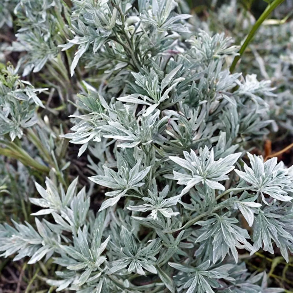 Huntington Artemisia
