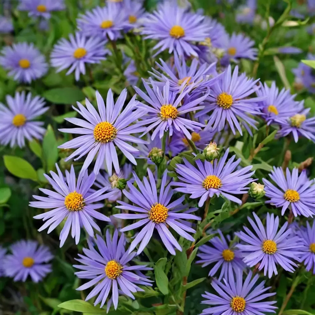 Italian Aster