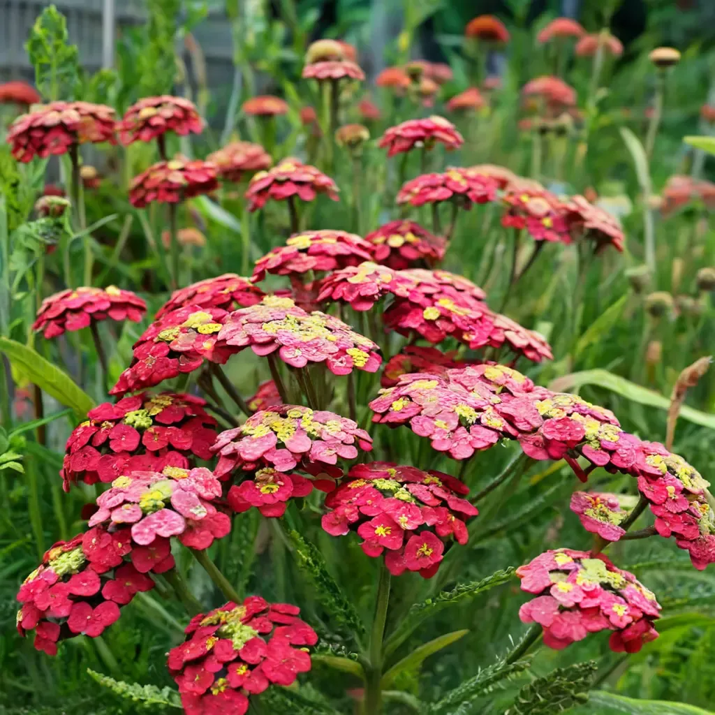 Paprika Yarrow