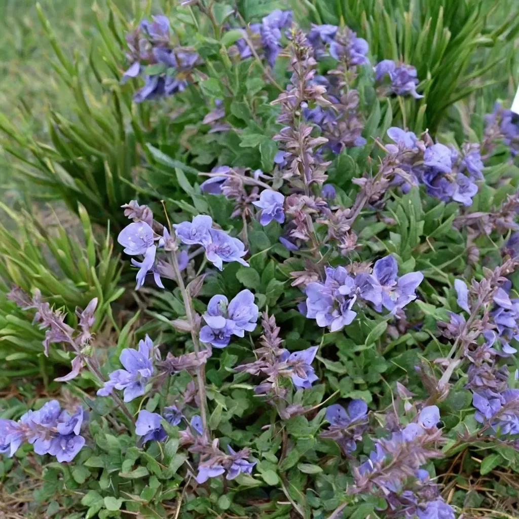 Catmint