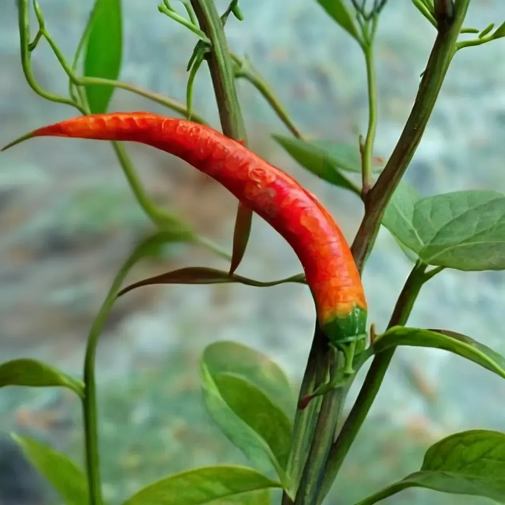 Thai Hot Pepper 'Bangkok'