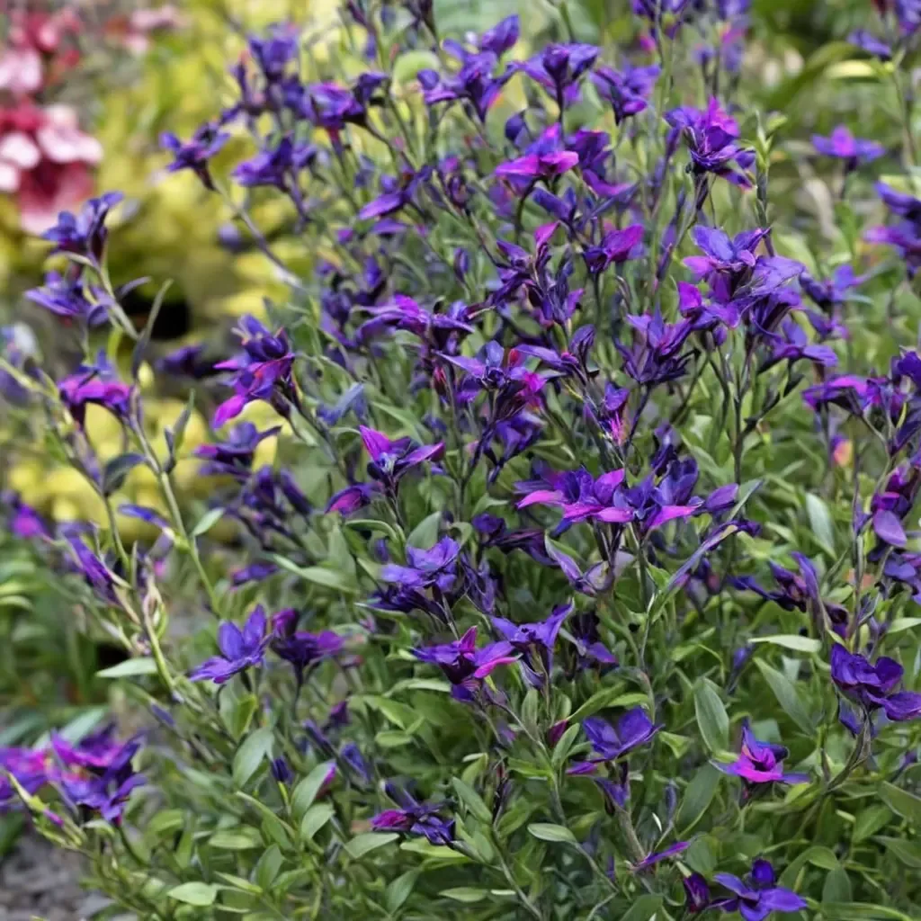 Ignition Purple Sage