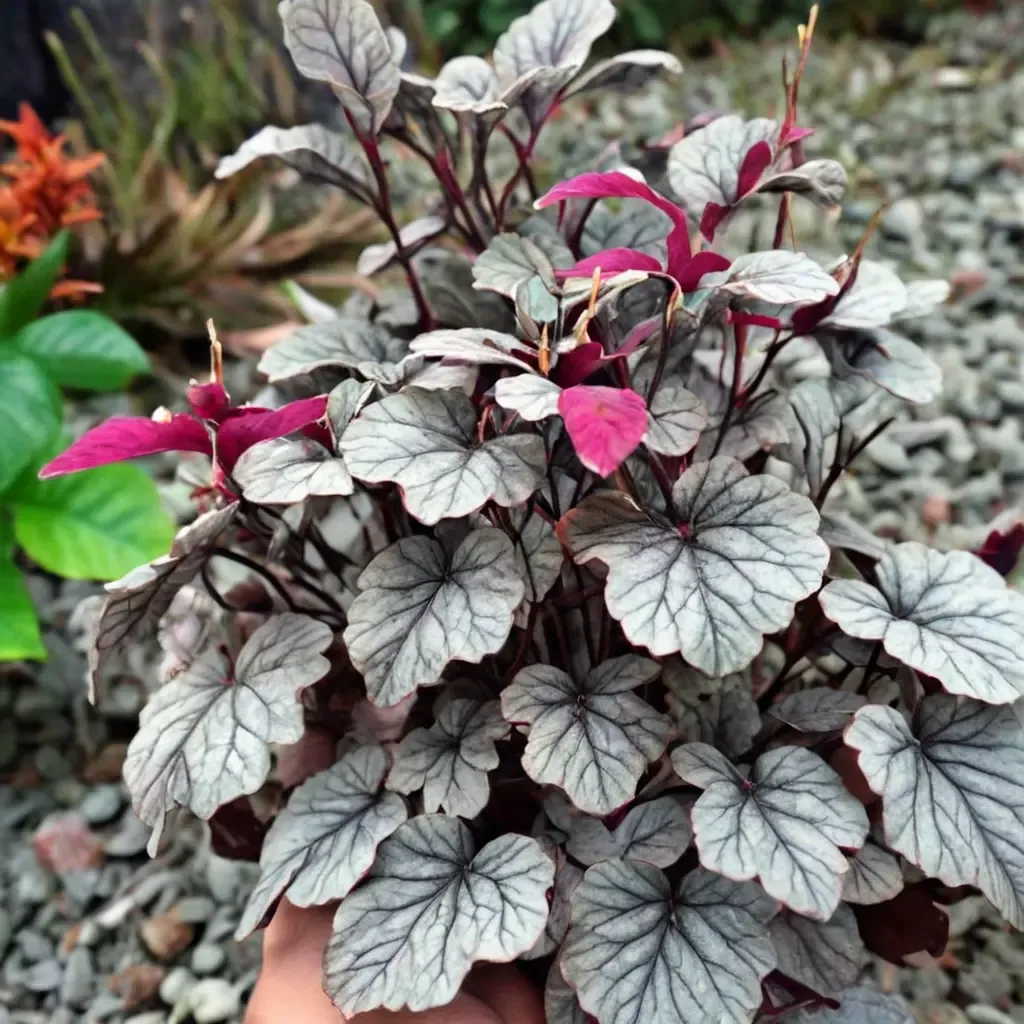 Silver Scrolls Coral Bells