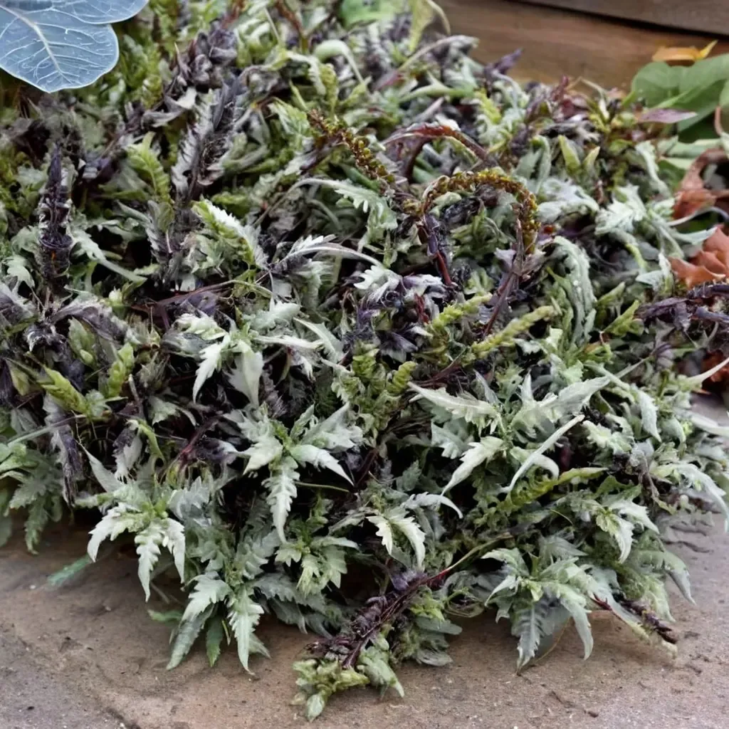 Crested Surf Japanese Fern