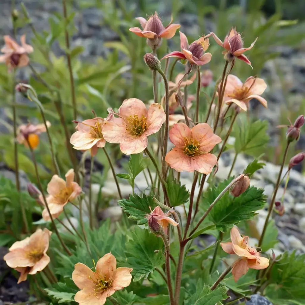 Serrated-leaf Avens
