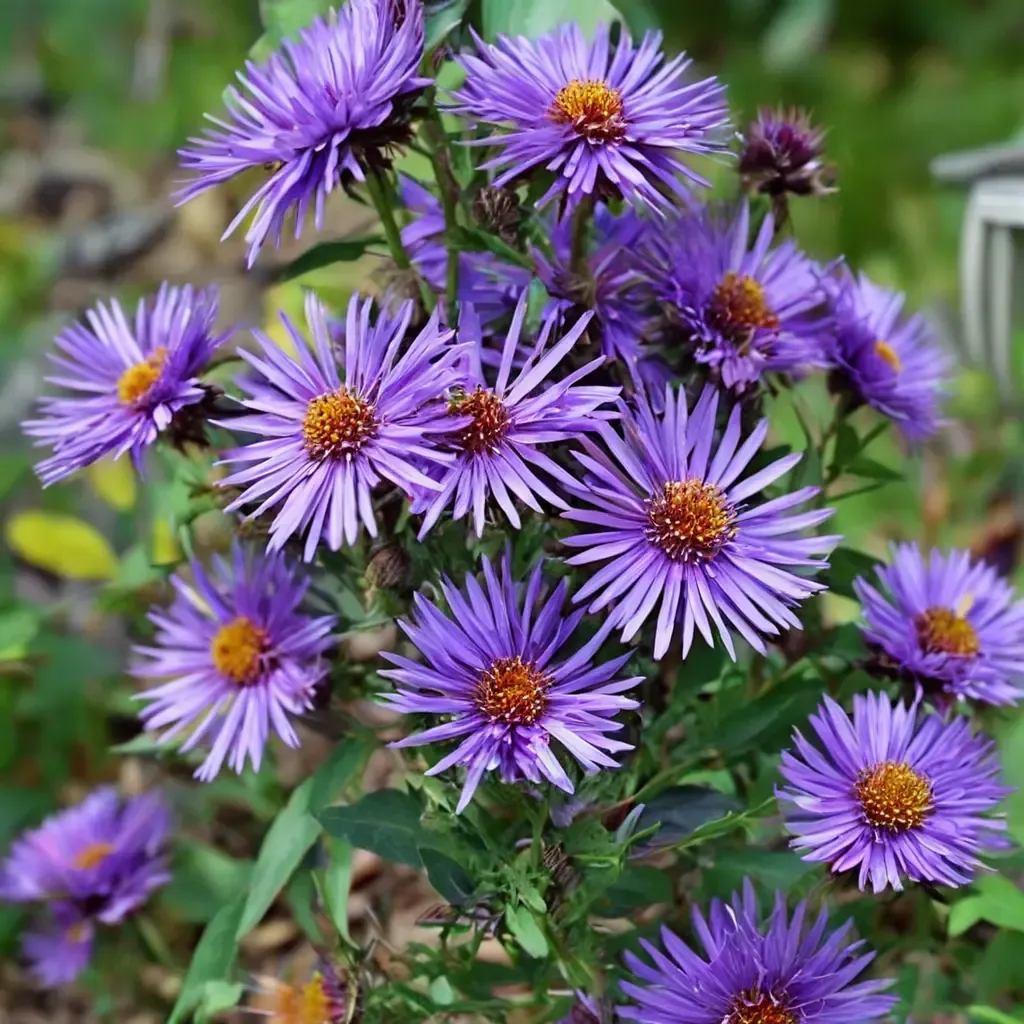 New England Aster