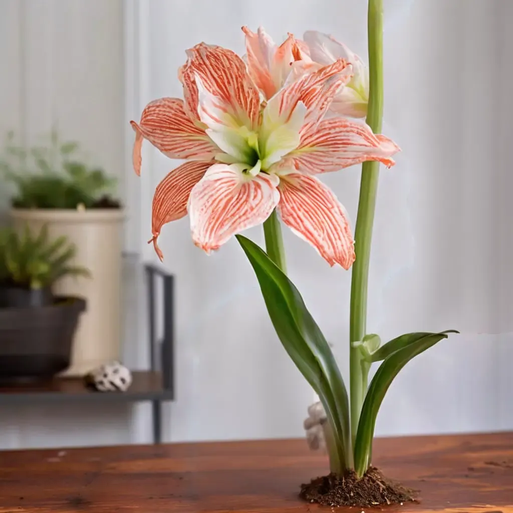 Giant Amaryllis