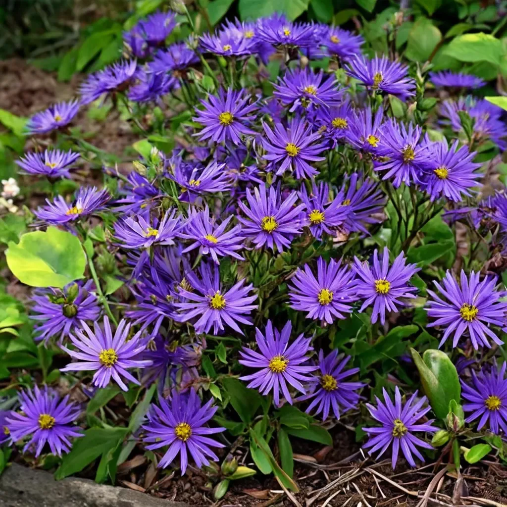Violet Queen Italian Aster