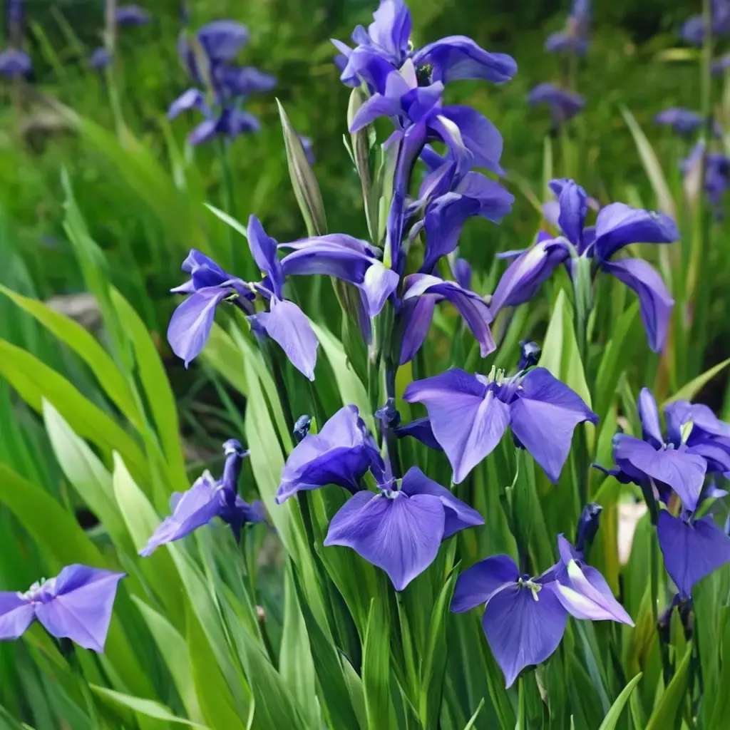 Japanese Iris