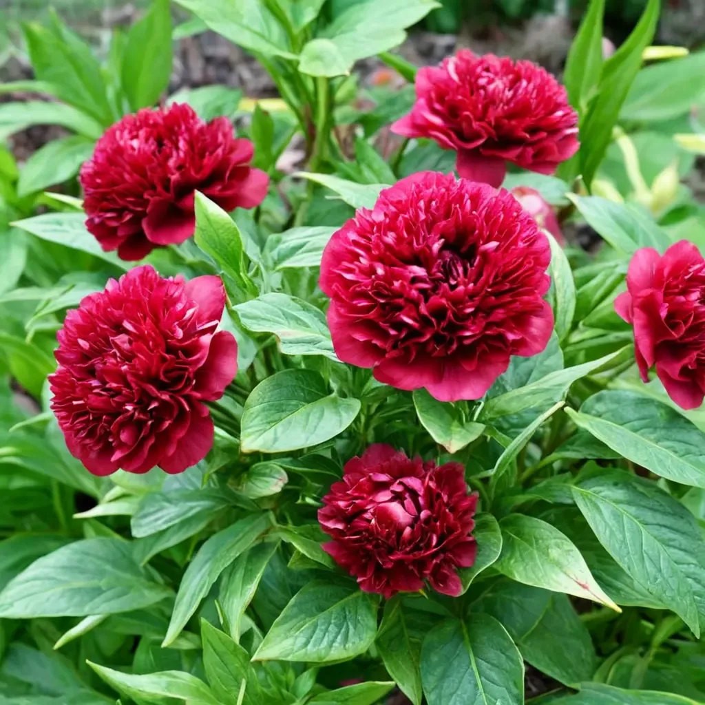 Red Charm Peony