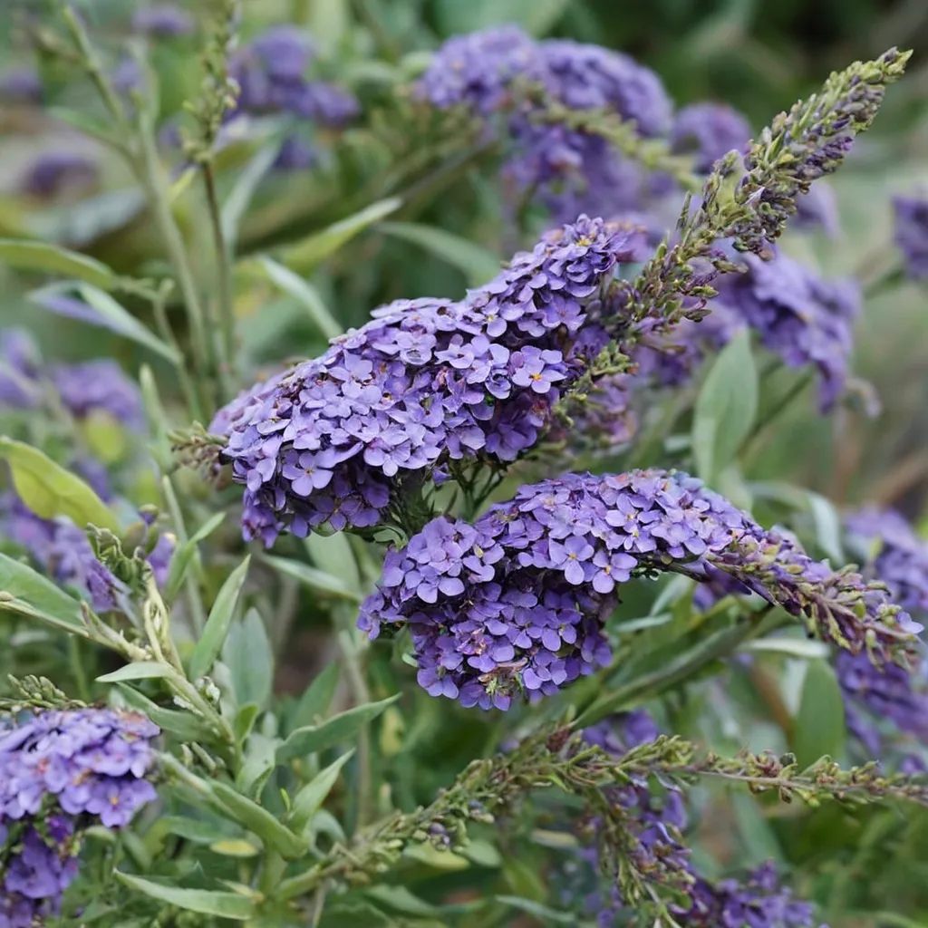 Butterfly Bush Sky Blue
