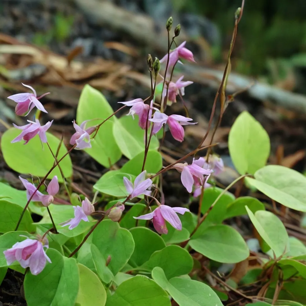 Capella Barrenwort
