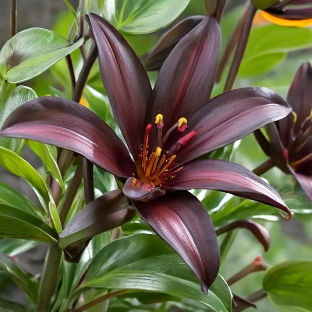 Landini lily