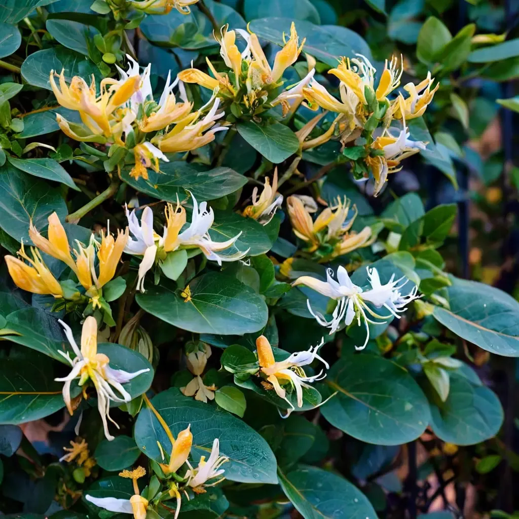 Japanese Honeysuckle