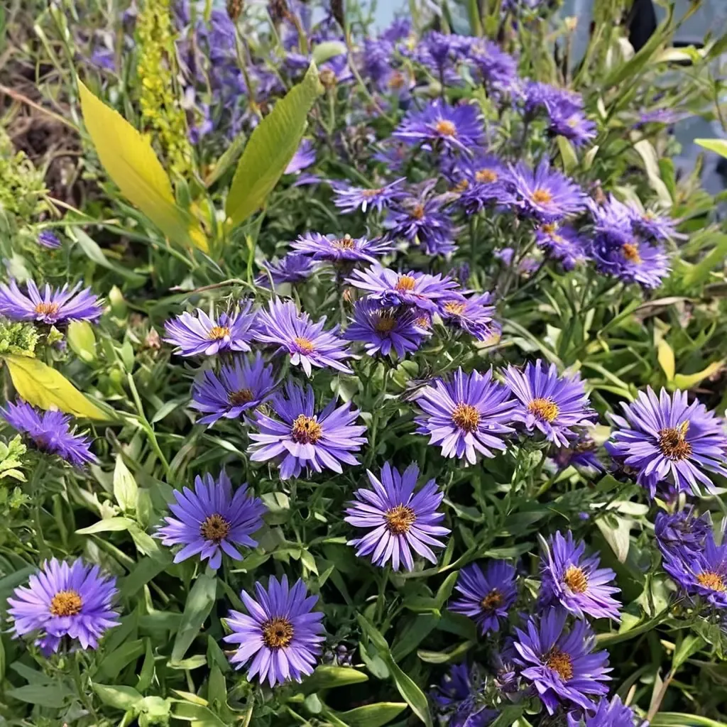 New England Aster