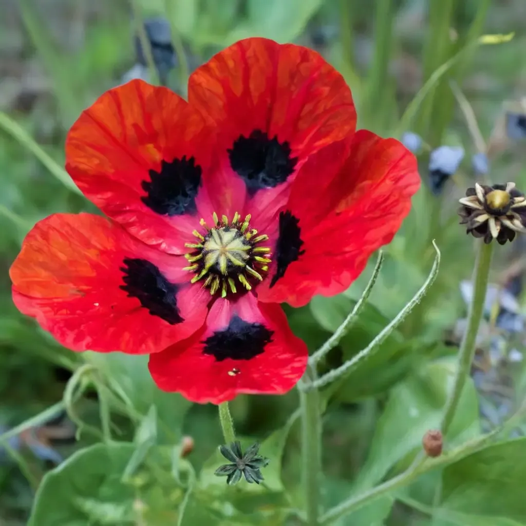 Ladybird Poppy