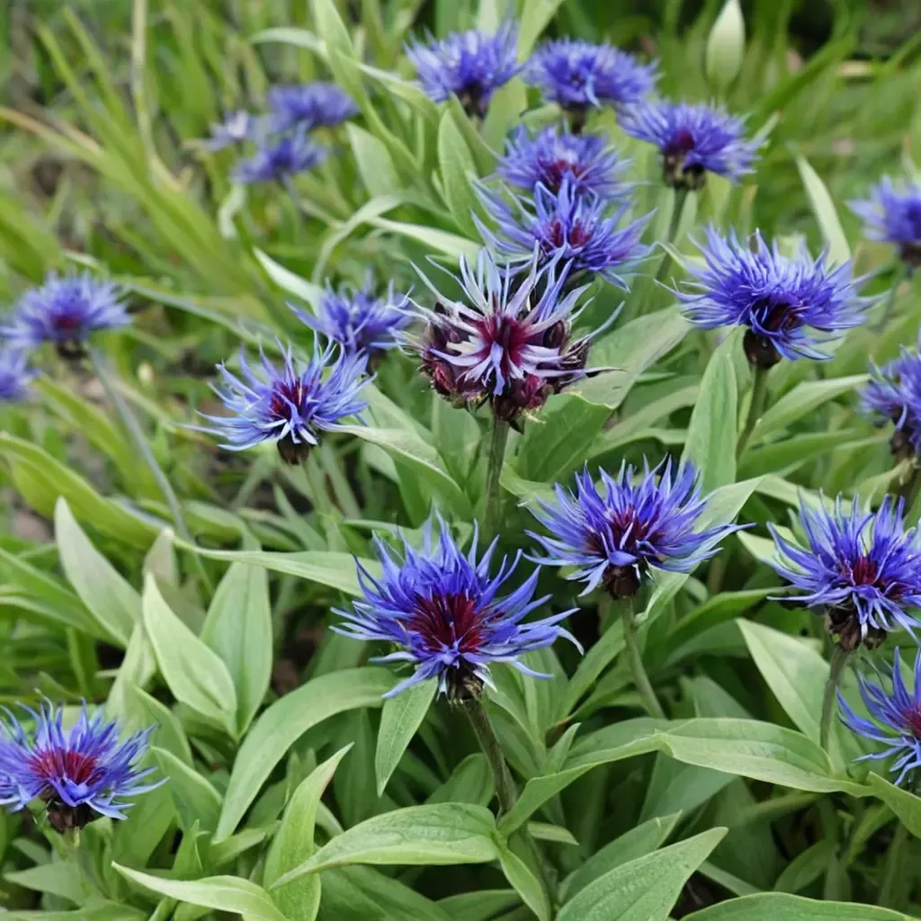 Mountain Bluet