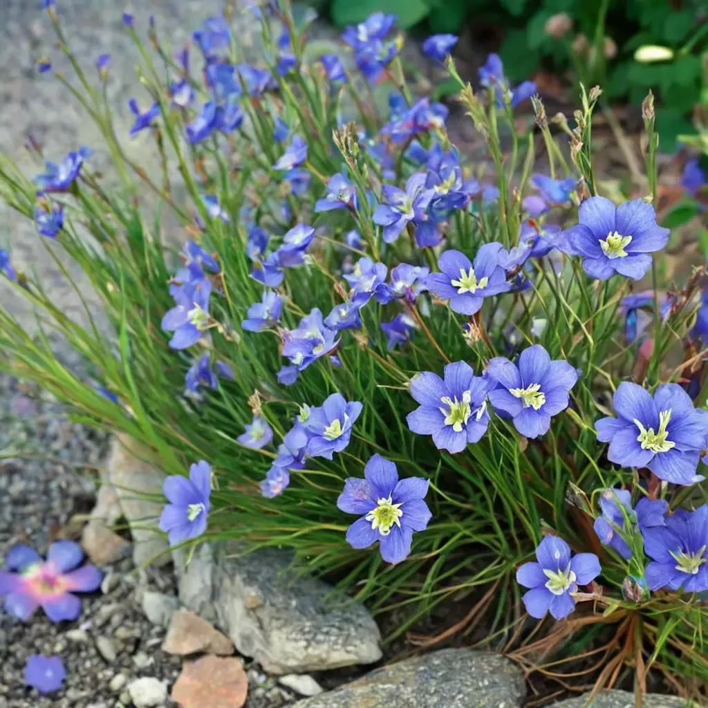 Longleaf Heliophila