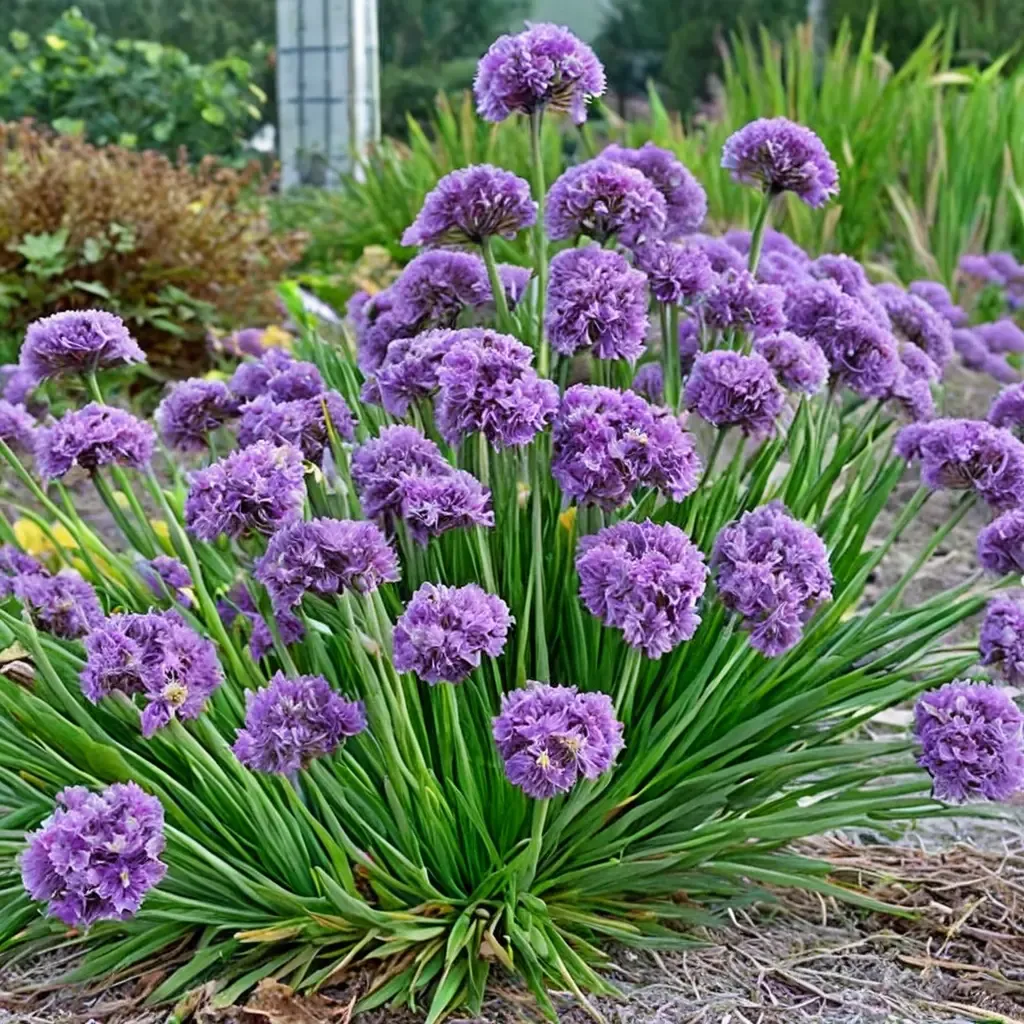 Lavender Bubbles Ornamental Onion