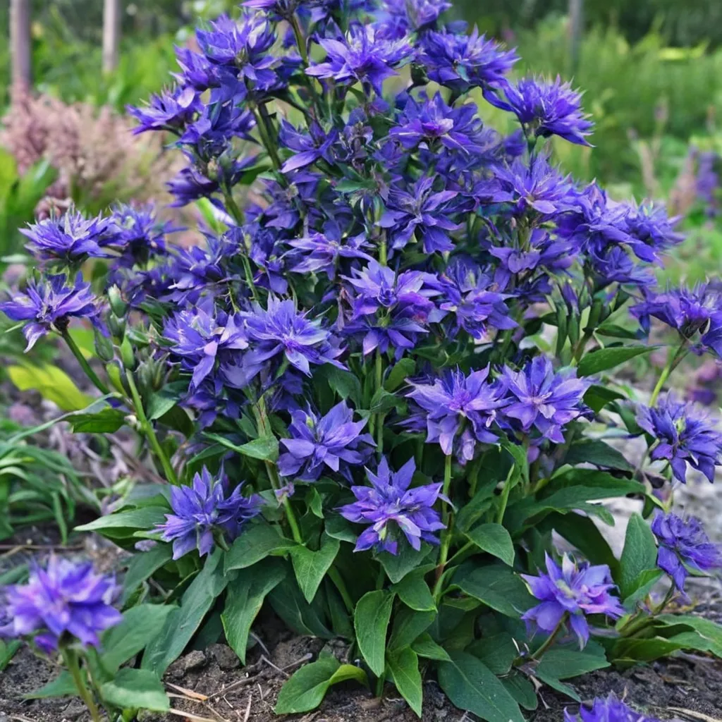 Freya Clustered Bellflower