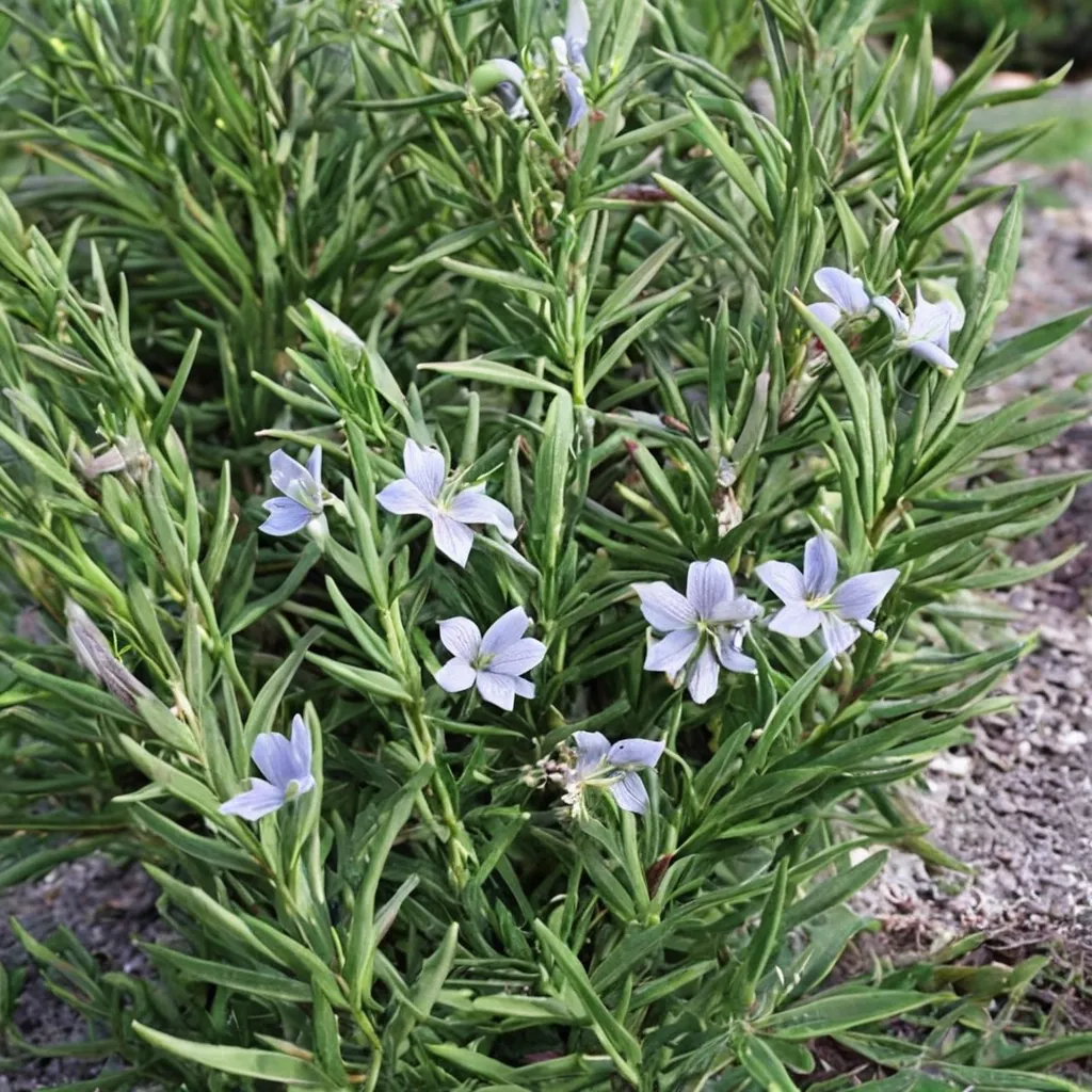 Rosemary Hill Hardy