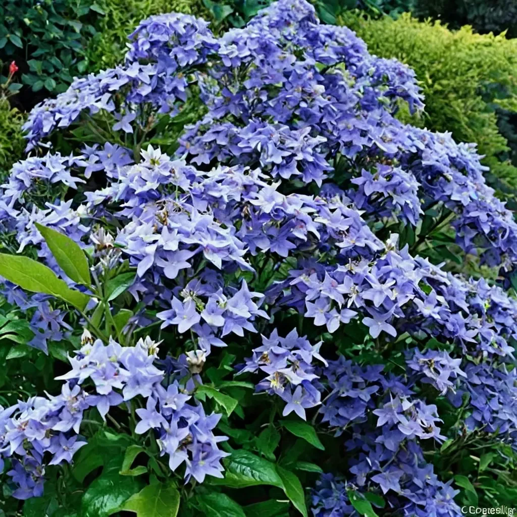 Milky Bellflower