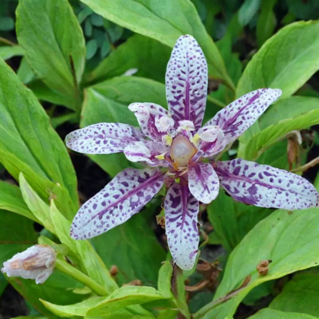 Moonlight Toad Lily