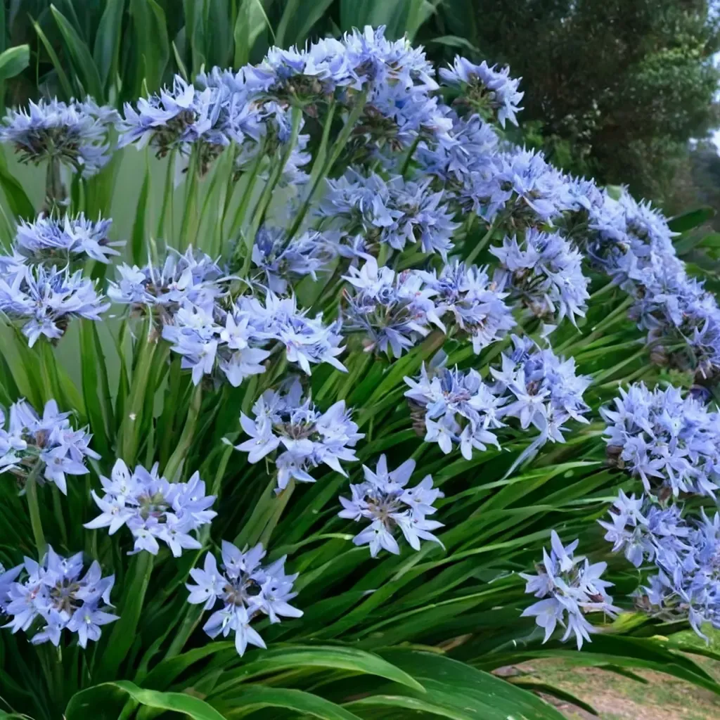 Blue African Lily