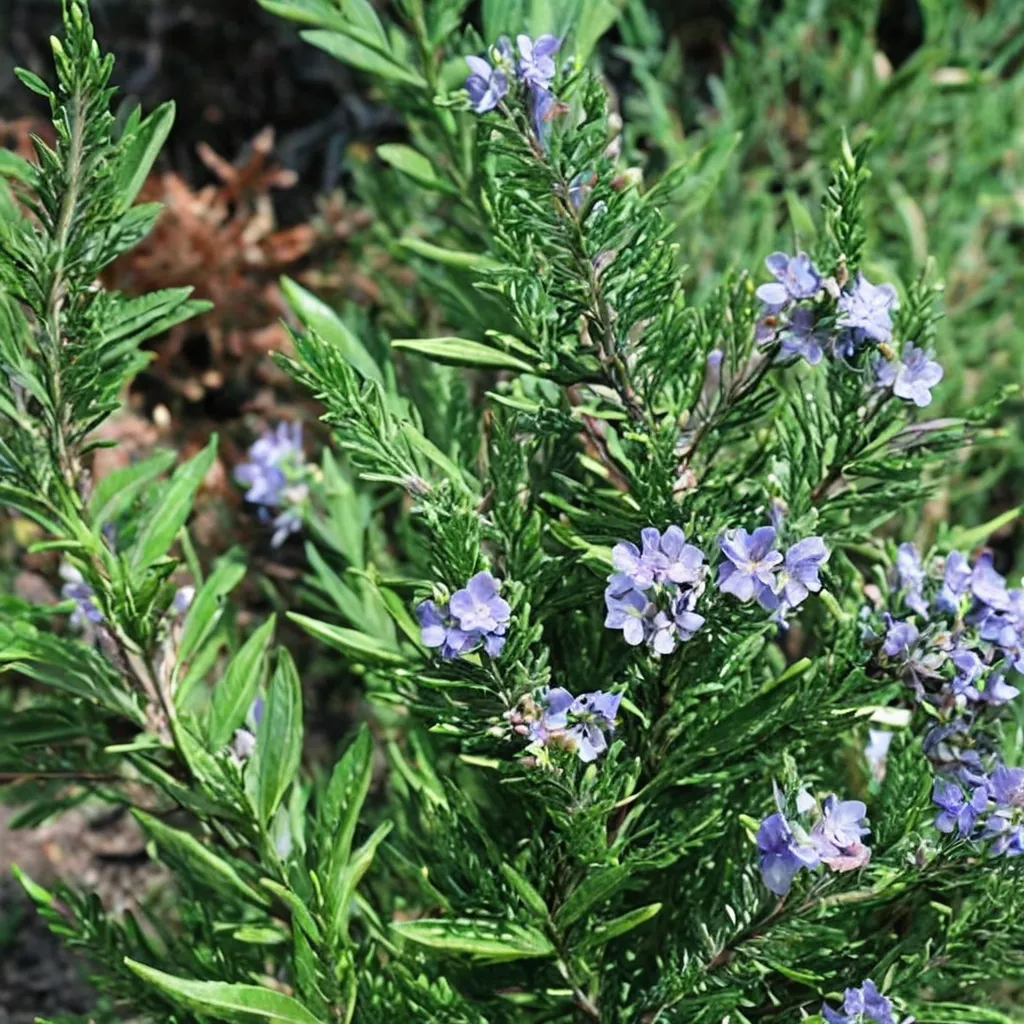 Rosemary Furneaux Hardy