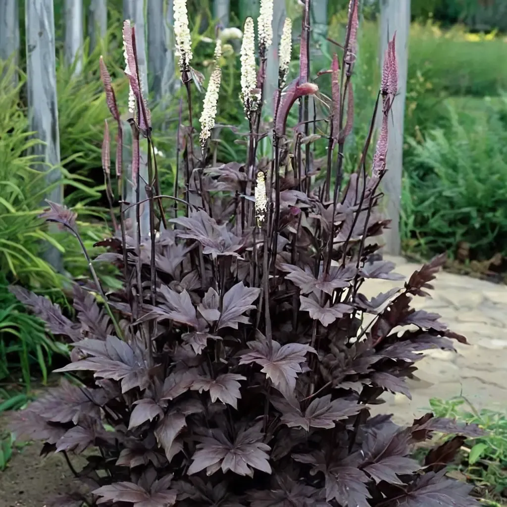 Bugbane 'Brunette'