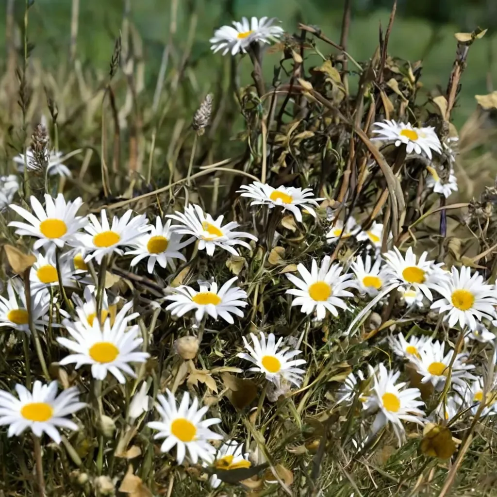 Coconut Shasta Daisy